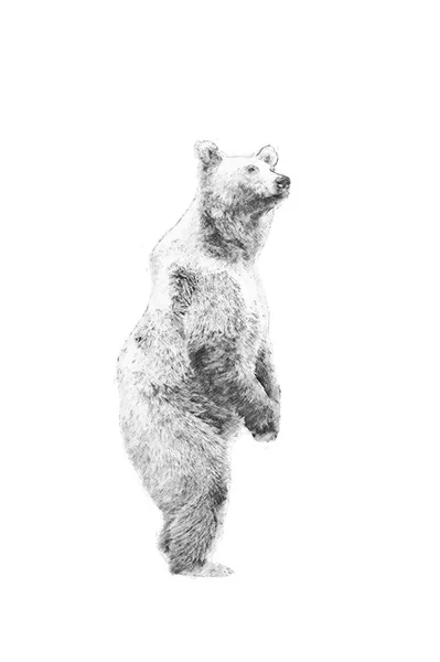 Bear. Sketch with pencil — Stock Photo, Image