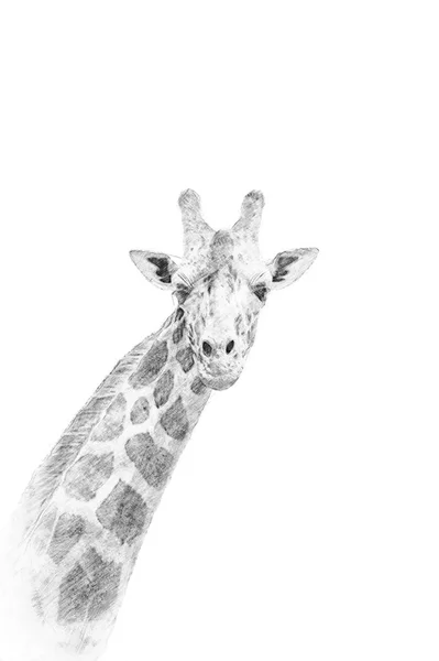 Girafe. Croquis avec crayon — Photo