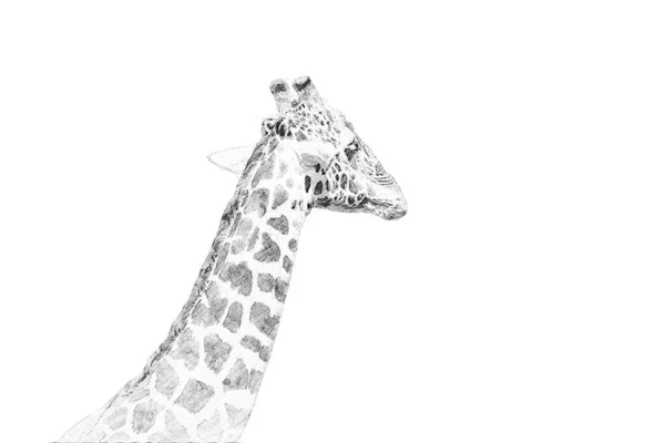 Giraffe. Skizze mit Bleistift — Stockfoto