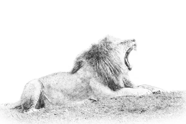 León. Boceto con lápiz — Foto de Stock