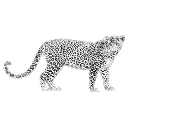 Leopard. Skitse med blyant - Stock-foto