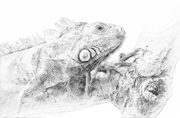 鬣蜥。用铅笔素描 — 图库照片