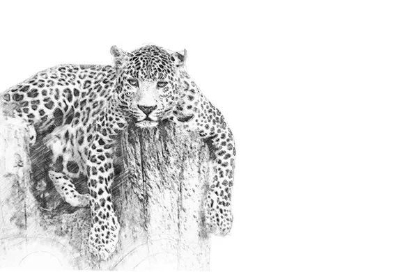Leopardo. Boceto con lápiz —  Fotos de Stock