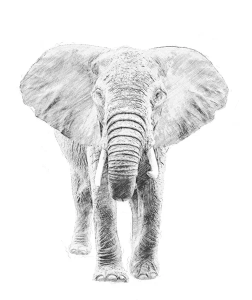 大象。用铅笔素描 — 图库照片