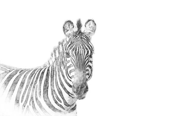 Zebra. Szkic ołówkiem — Zdjęcie stockowe
