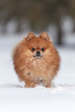 Pomeranian spitz kış günü