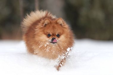 Pomeranian spitz kış günü