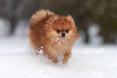 Pomeranian spitz kış günü