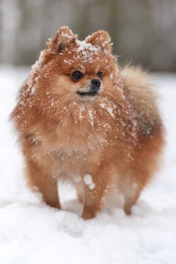 Pomeranian spitz kış günü