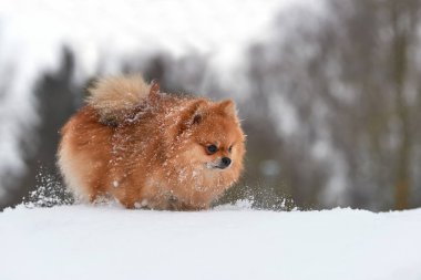 Pomeranian spitz kış günü
