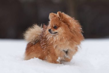 Pomeranian spitz kış günü