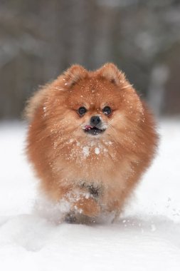 Pomeranian spitz kış günü