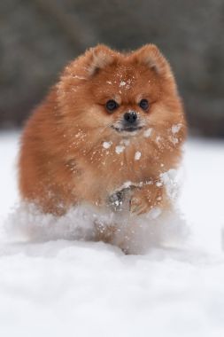 Pomeranian spitz kış günü