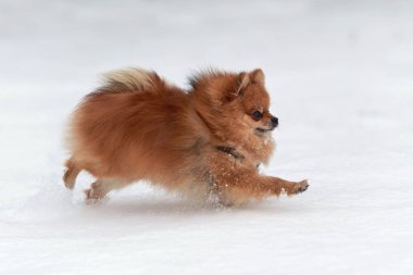 Pomeranian spitz kış günü