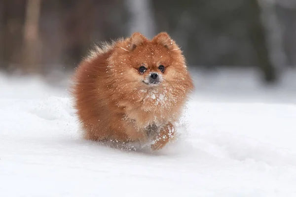 Pomeranian spitz kış günü — Stok fotoğraf