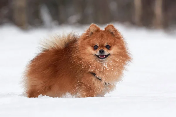 Pomeranian spitz kış günü — Stok fotoğraf