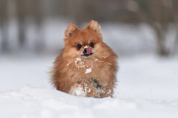 Spitz da Pomerânia no dia de inverno — Fotografia de Stock