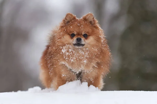 Spitz da Pomerânia no dia de inverno — Fotografia de Stock