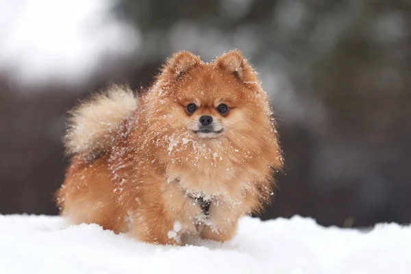 Pomeranian spitz kış günü — Stok fotoğraf