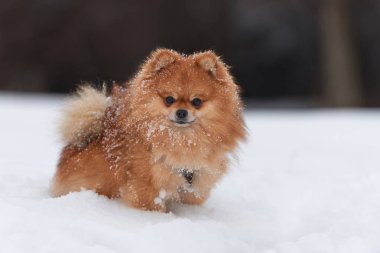 Pomeranian spitz kış günü