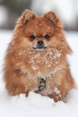 Pomeranian spitz kış günü