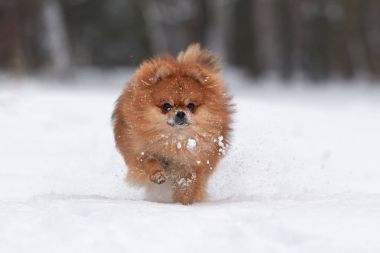 Pomeranian spitz kış günü