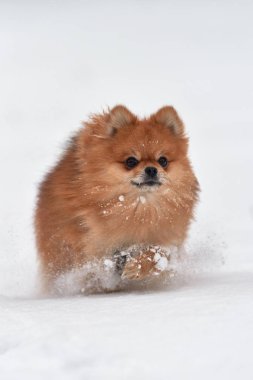 Pomeranian spitz kış günü
