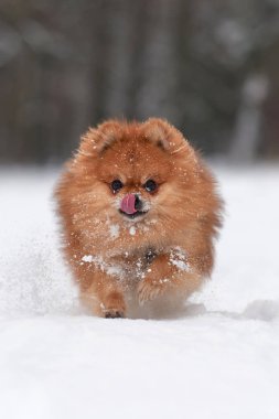 Pomeranian spitz kış günü