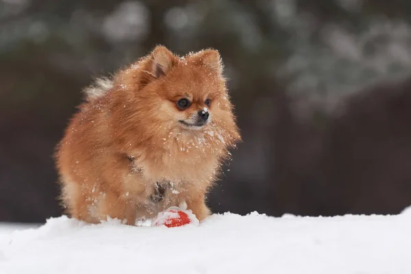 Pommersche Spitze am Wintertag — Stockfoto