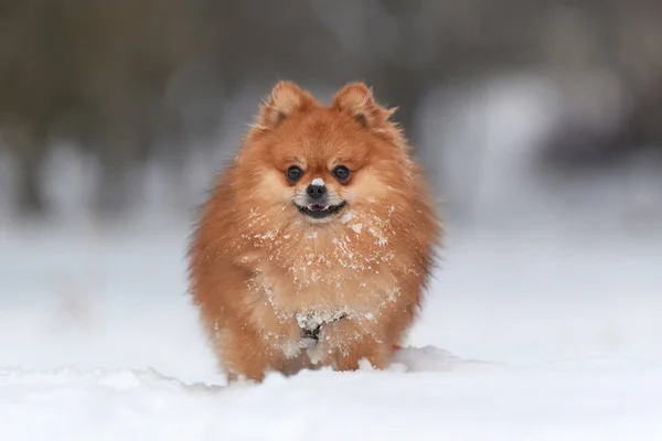 Spitz da Pomerânia no dia de inverno — Fotografia de Stock