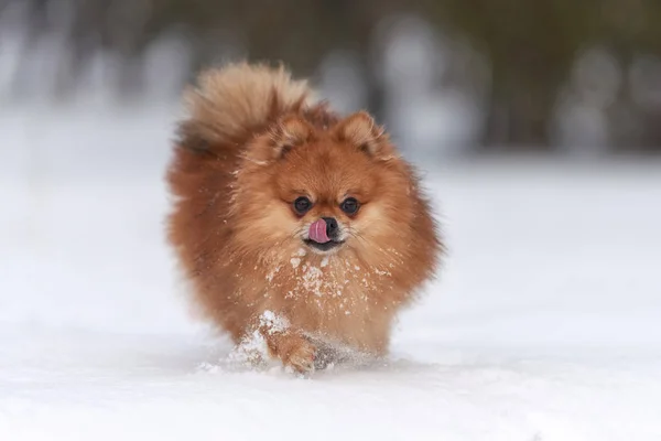 Pommersche Spitze am Wintertag — Stockfoto