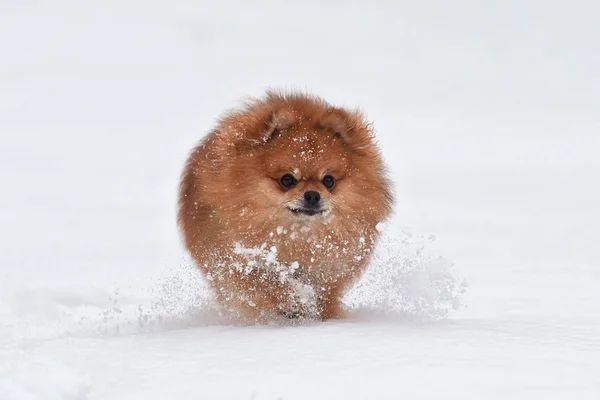 Pomeranian spitz în ziua de iarnă — Fotografie, imagine de stoc