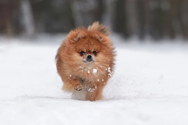 Pomeranian spitz kış günü — Stok fotoğraf