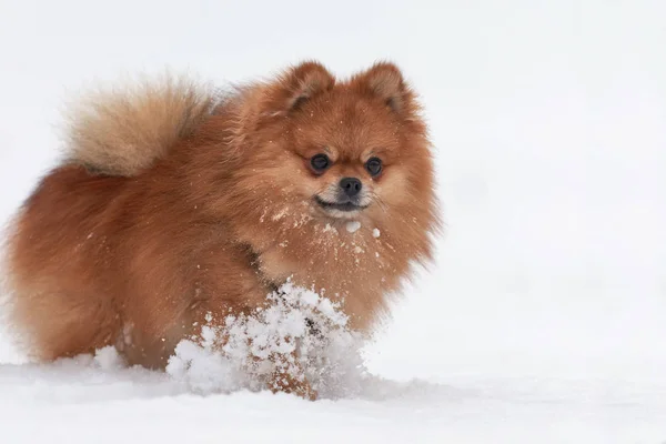 Pomeranian spitz kış günü — Stok fotoğraf