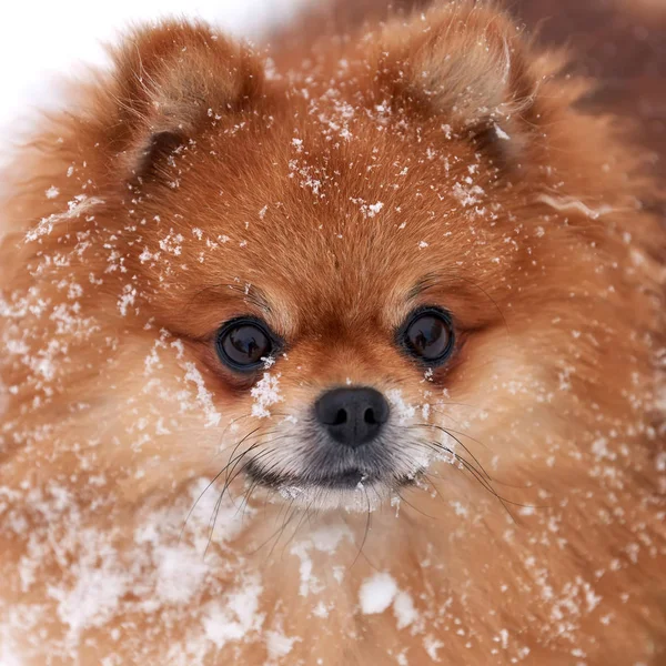 Pomeranian spitz in winter day — Stock Photo, Image