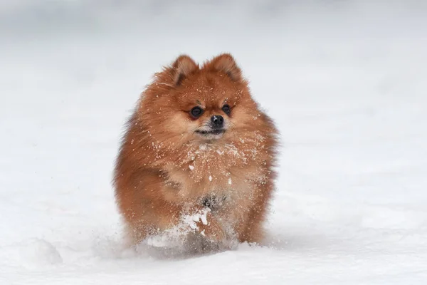 Pomeranian spitz kış günü — Stok fotoğraf