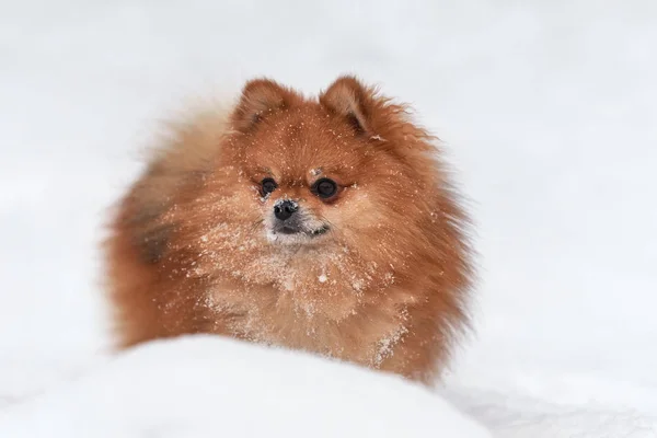 Spitz da Pomerânia no dia de inverno — Fotografia de Stock