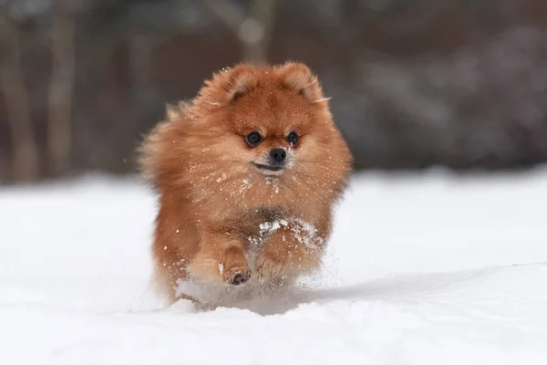Pomeranian spitz kış günü — Stok fotoğraf