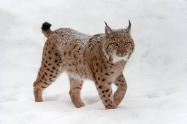 Lynx kar