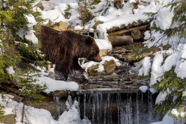 Wild bruine beer in winter forest — Stockfoto