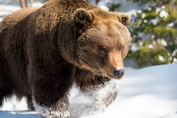 Vilda brunbjörn i vinter skog — Stockfoto