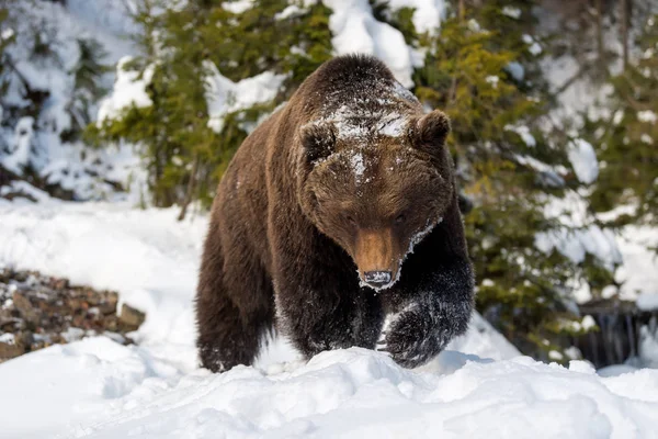 Wilder Braunbär im Winterwald — Stockfoto
