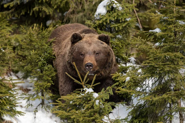 Бурый медведь в зимнем лесу — стоковое фото