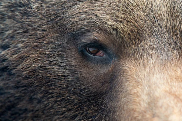 Oeil d'ours brun — Photo
