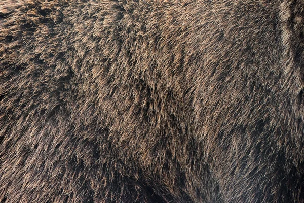棕熊头发 — 图库照片