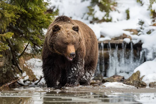 Orso bruno selvatico vicino a un lago di foresta — Foto Stock