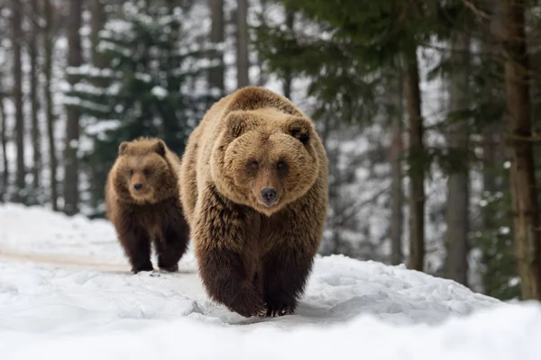 Ours de famille dans la forêt d'hiver — Photo