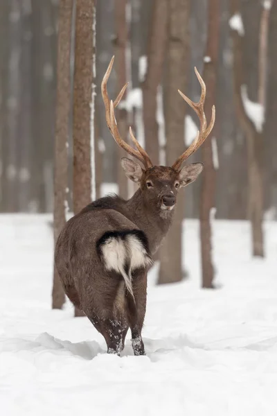 Ciervos rojos en el bosque de invierno —  Fotos de Stock