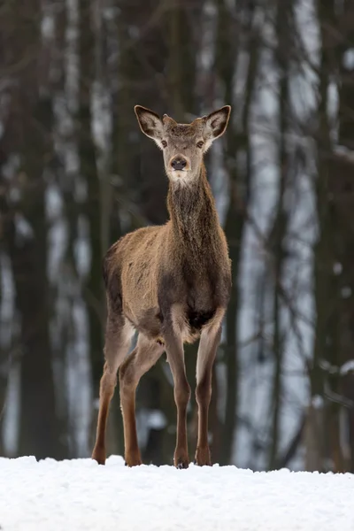 冬の森の鹿 — ストック写真
