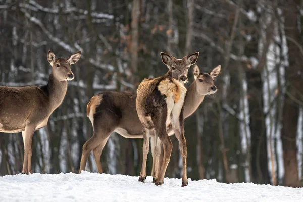 Herten in het winterbos — Stockfoto